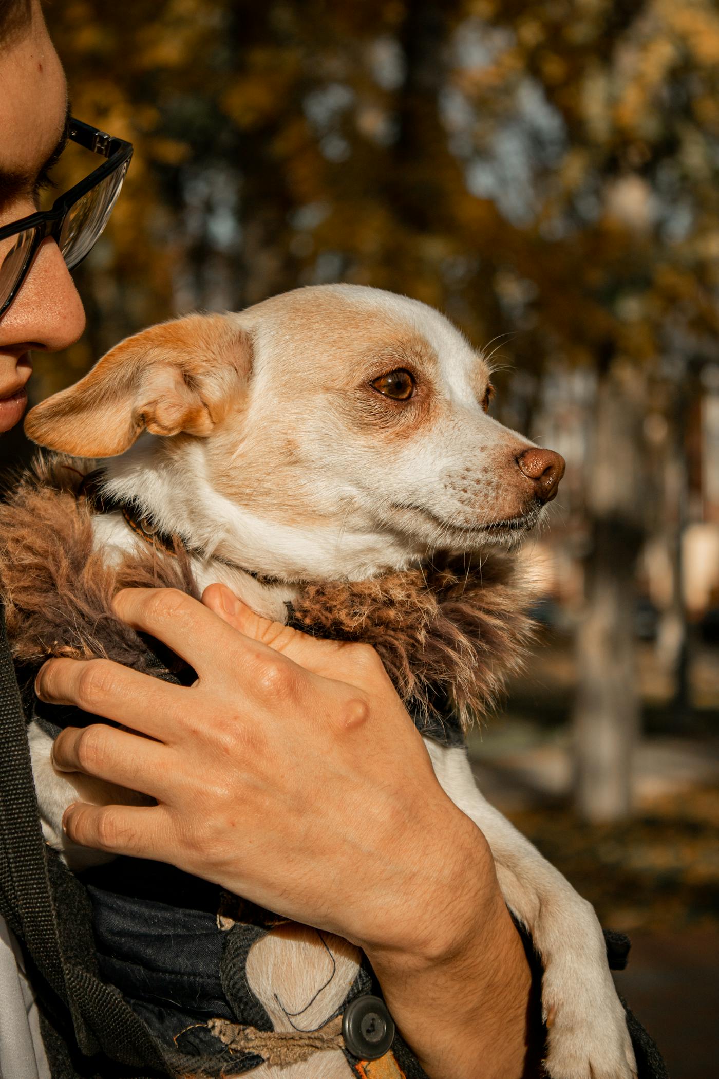 Pet owner holding their dog in autumn light