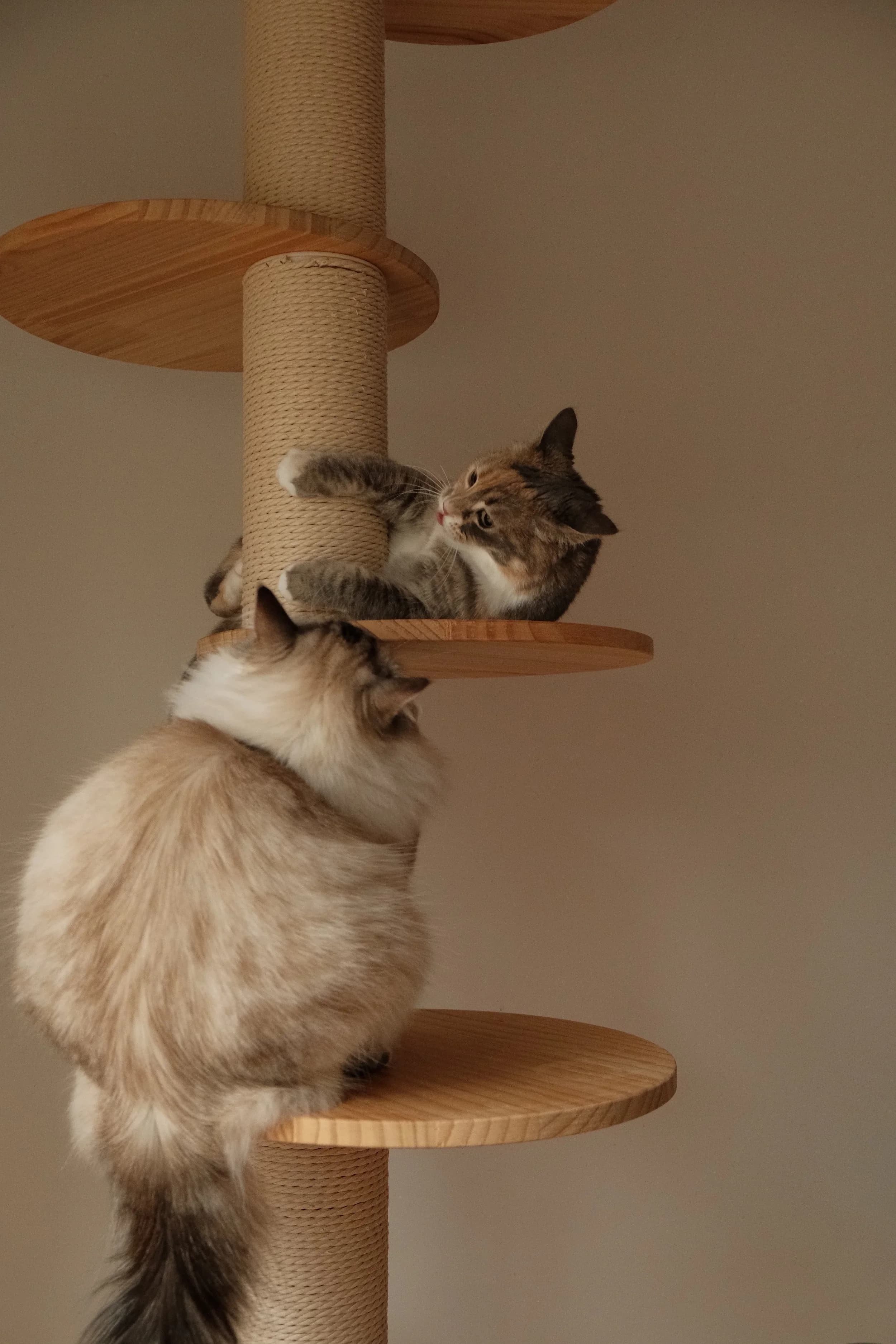 Two pets and their owners meeting