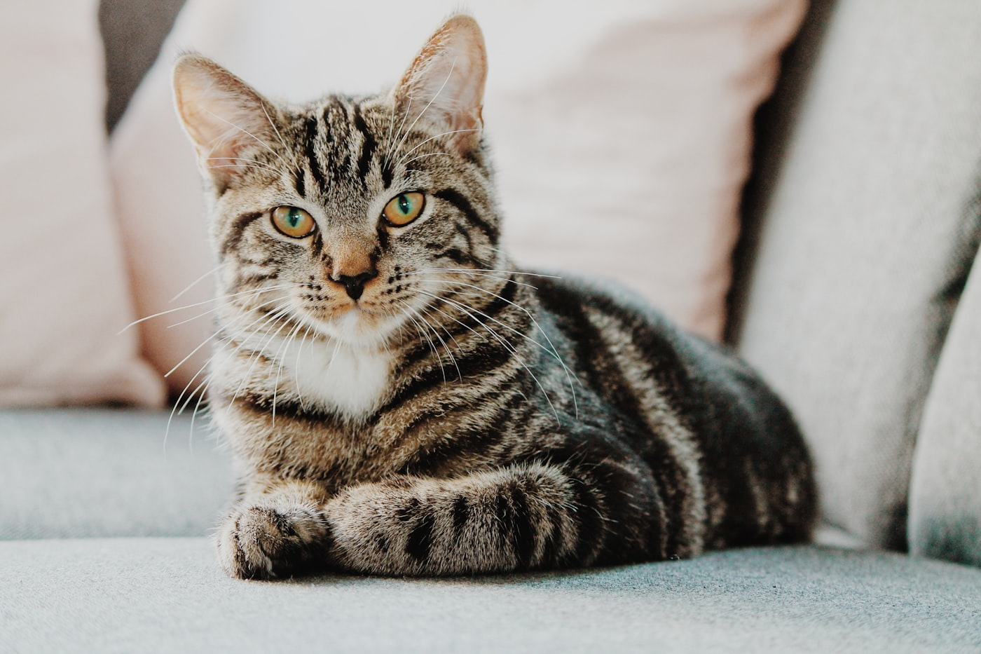 A cat from the PetMeet community